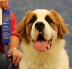 PETSMART - Canine Good Citizen Test - 28DEC13